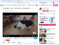 [精品软件] 油猴脚本：哔哩哔哩视频下载